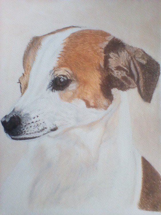 What another Jack Russell.. a canine per for my dentist.