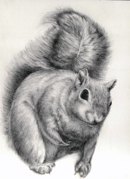 Squirrel