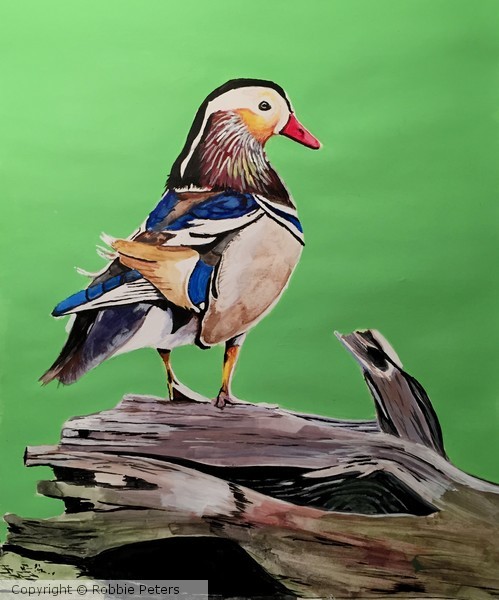 Mandarin Duck