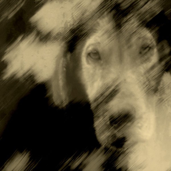 Street dog