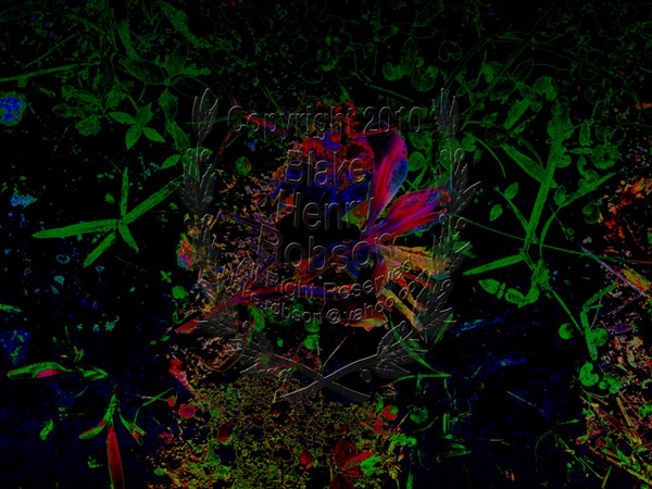 Flowers dirt grass weeds