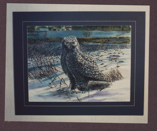 Snowy Owl