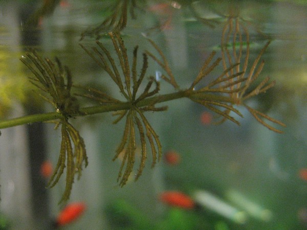 water plant