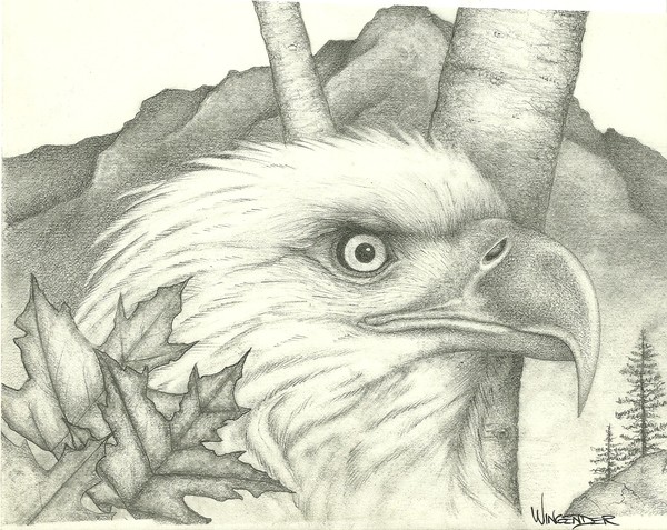 eagle sketch