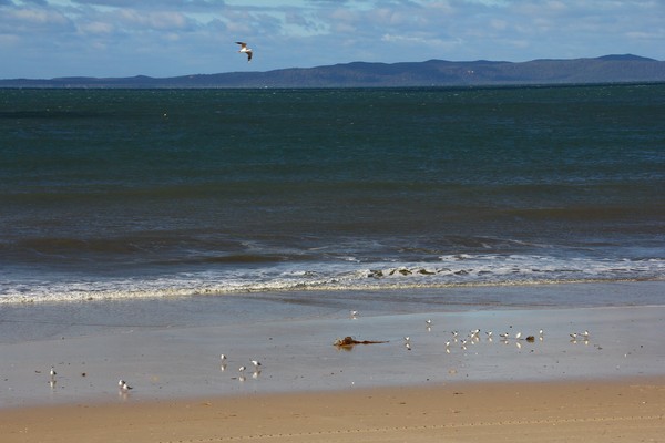 Silver gulls and (lesser) crested terns