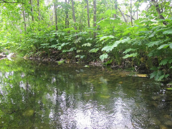 Alaska Creek