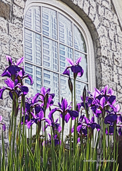 Iris with Window
