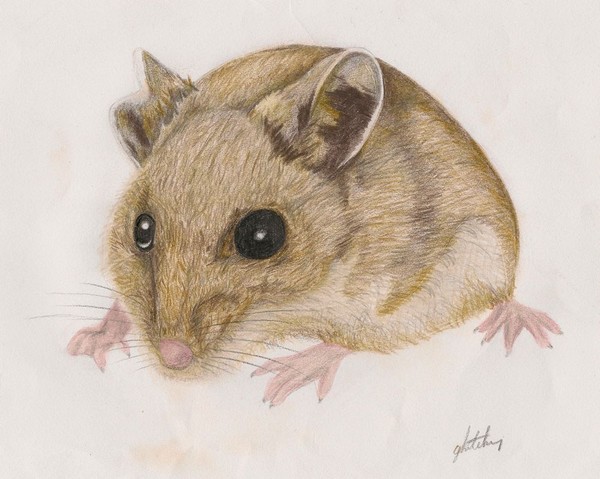 Deer Mouse