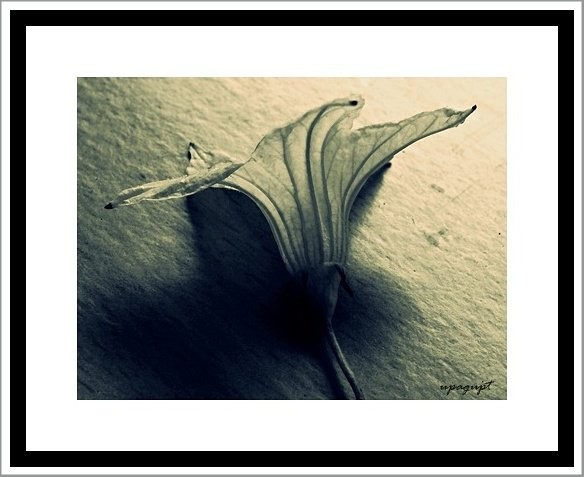 flower beauty-art