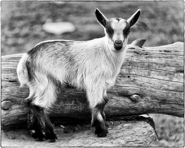Baby Goat B&W