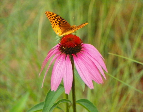 Butterfly on Flower 