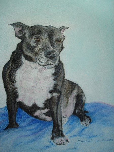 Black Staffordshire Bull Terrier