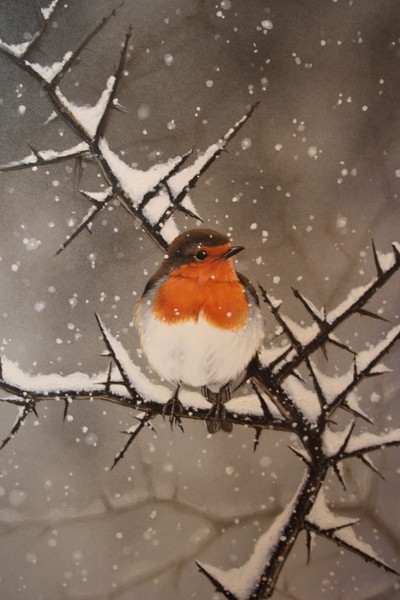 European Robin