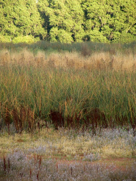 Ellis Creek Landscape 4