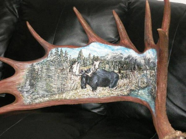 Moose Antler