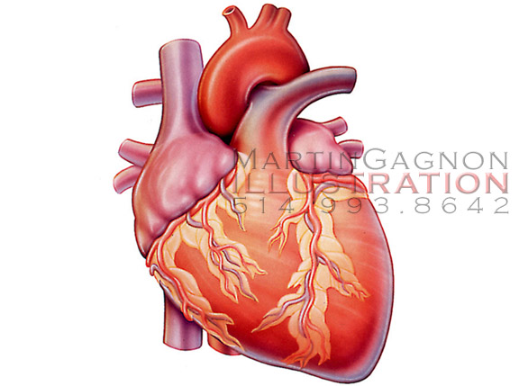 HEART
