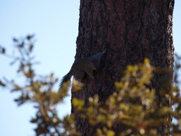 Squirrel on the tree