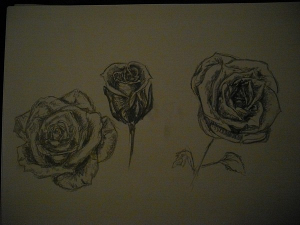 Roses