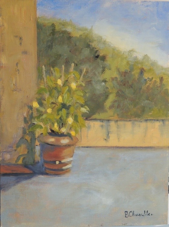 Lemon Tree in Courtyard