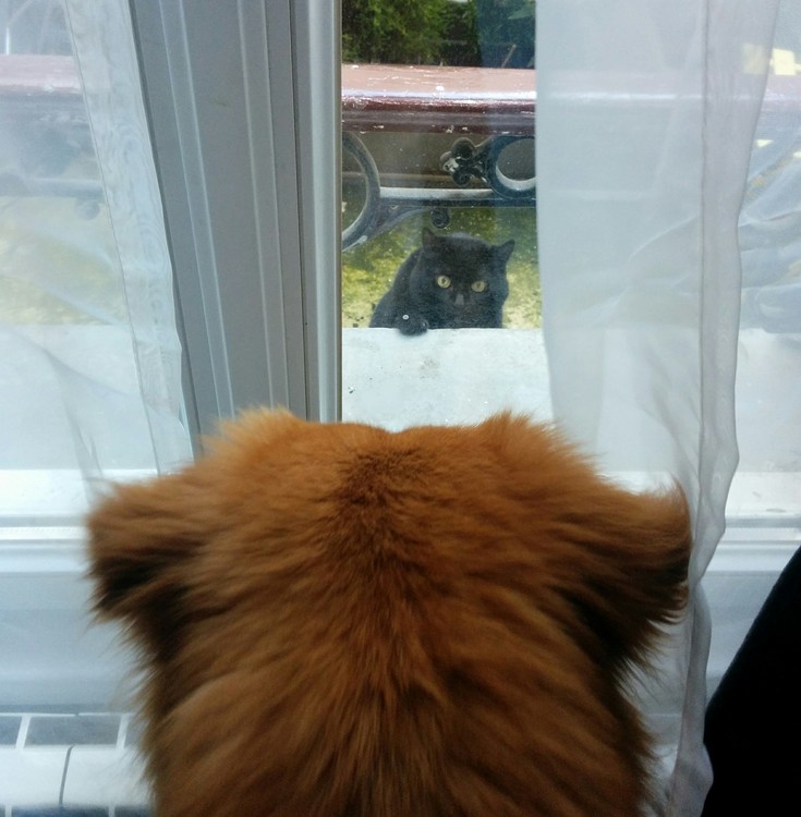 TWEEK VS CHIPIE