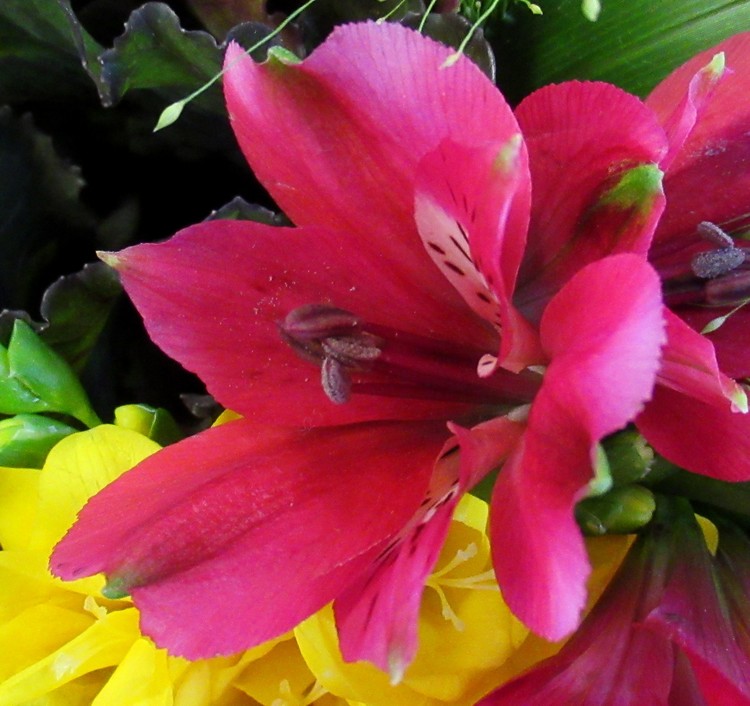 RED LILY