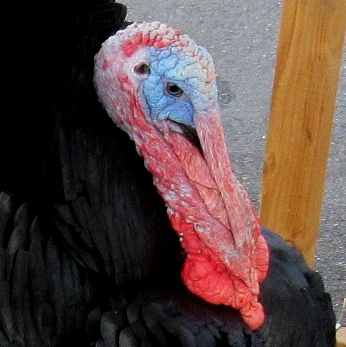 HAPPY THANKSGIVING!!!!!!!!!!!!