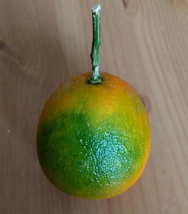 NOT RIPE ENOUGH !