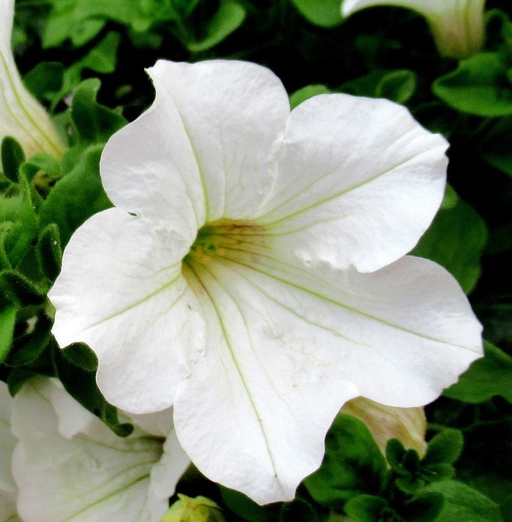 WHITE BEAUTY