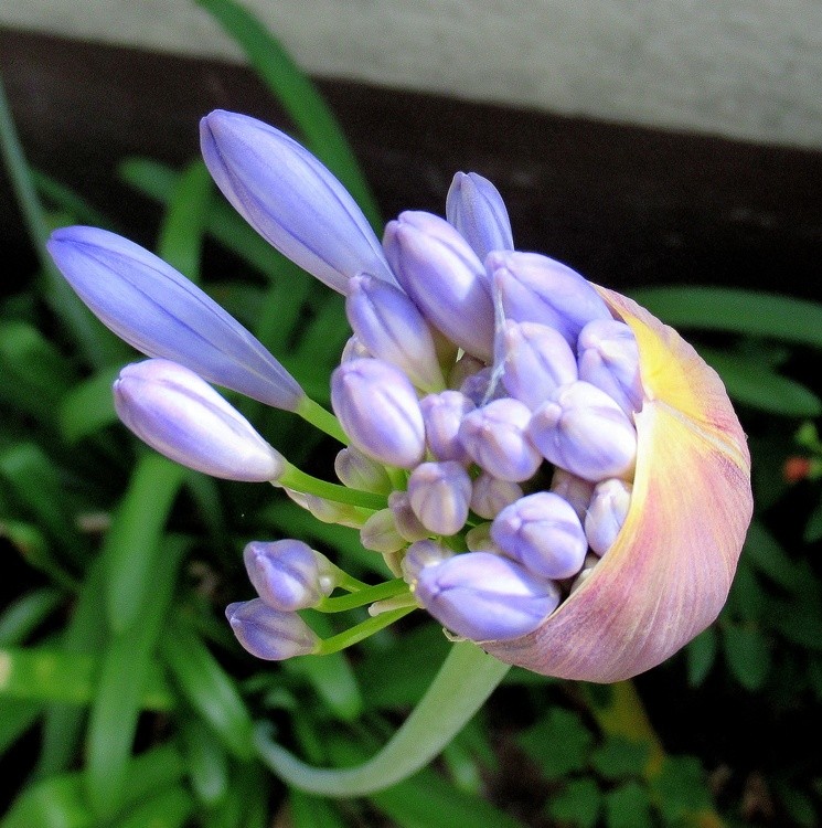 FLORAL ECLOSION