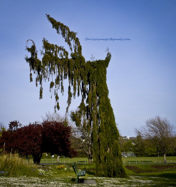 tree
