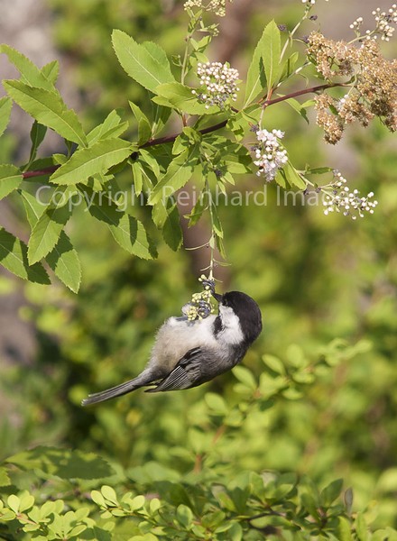 Swinging Chickadee
