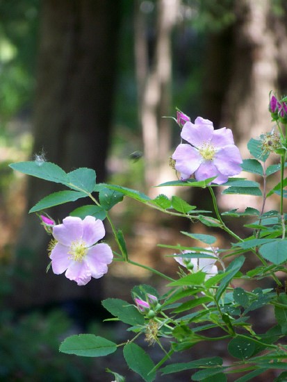 WILD ROSES, #3