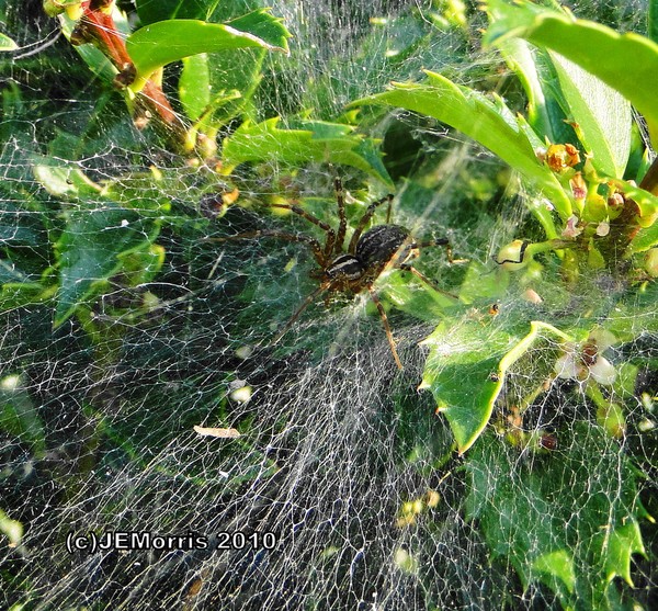 Spider's Web