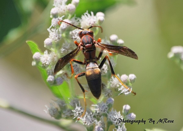 Wasp Macro