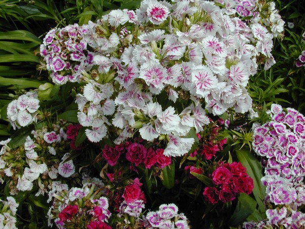 Florals.com