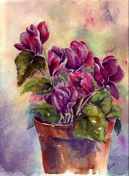 Cyclamen