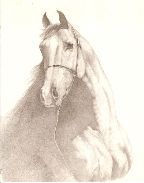 Horse Portrait