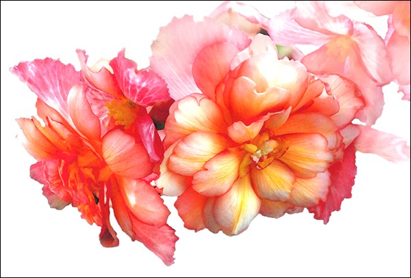 Tuberous Begonia No. 1