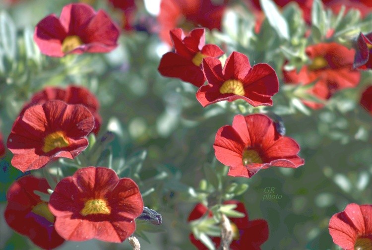 Red flower