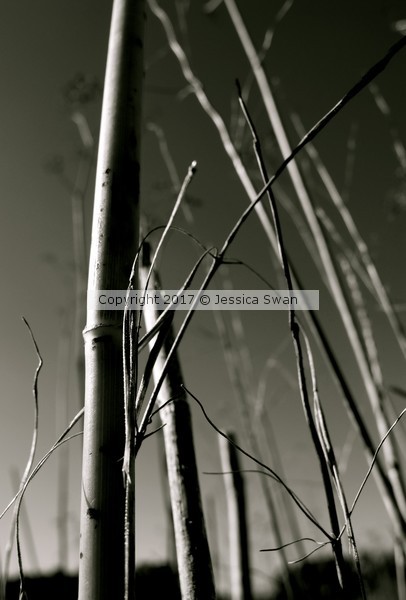 The Structure of Nature
