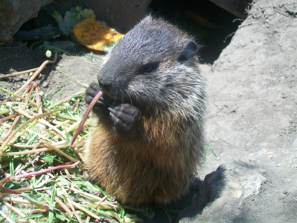 baby groundhog 