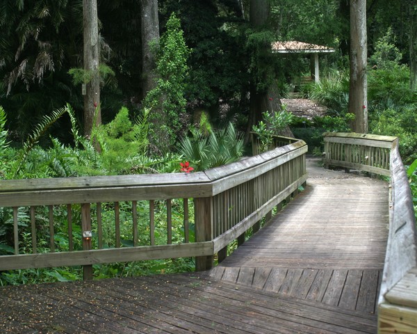 Forest Walkway