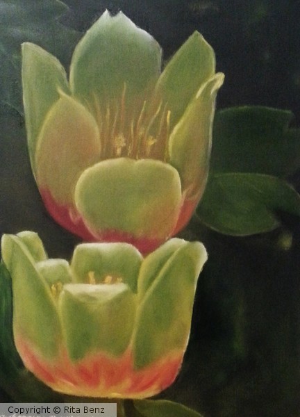 Tulip Tree