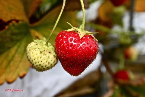 Strawberry Delight