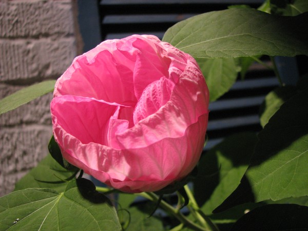 Cotton Candy 4