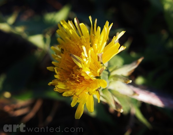 LOWLY DANDELION