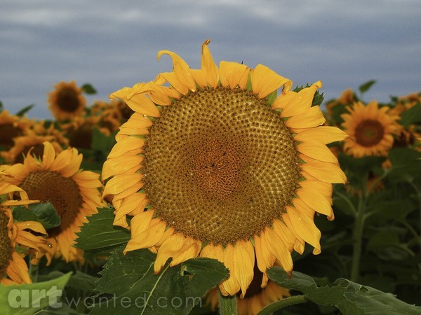 SUNFLOWER 3