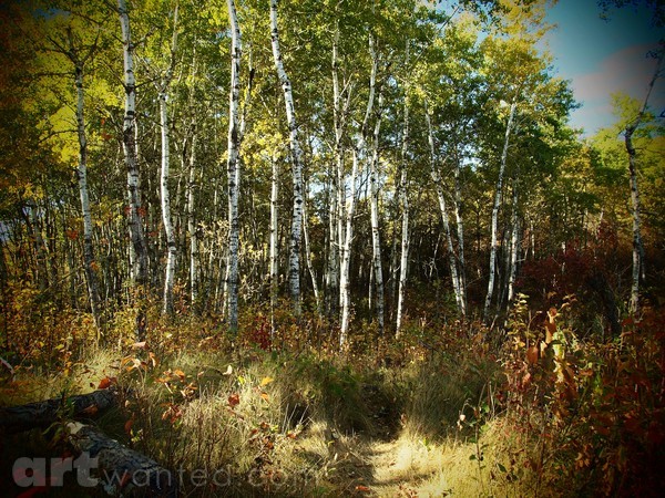 ALONG WOODED PATH