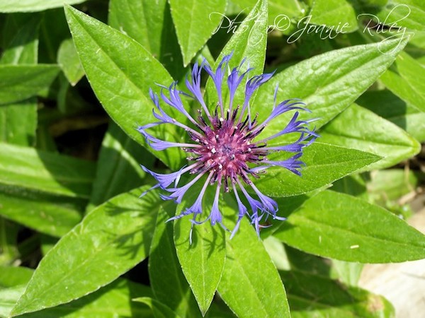 Dainty Flower