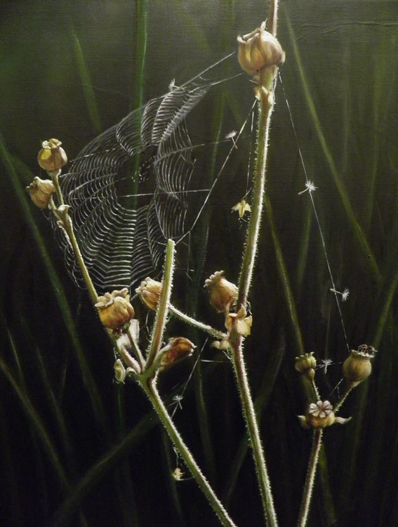 Spider Web on Poppy Heads